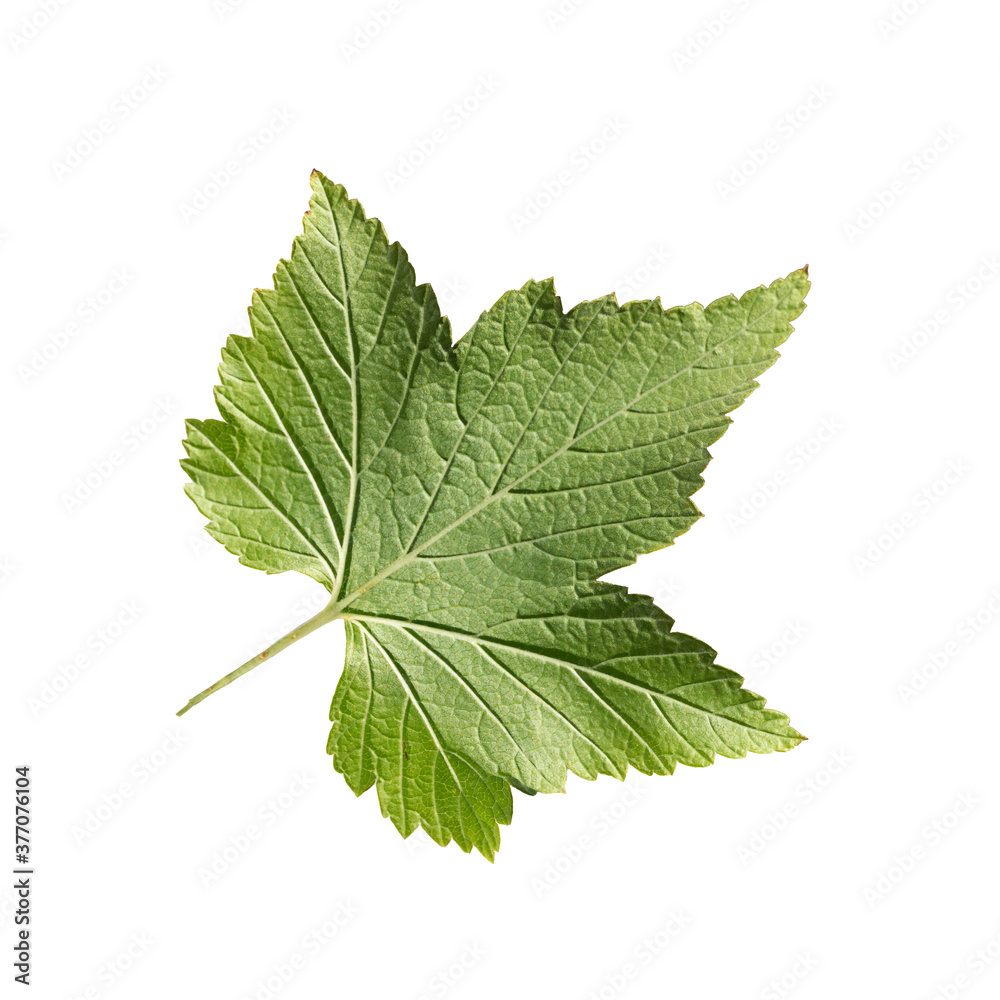 Fresh green black currant leaf isolated on white. reverse side Fresh green black currant leaf isolated on white. reverse side