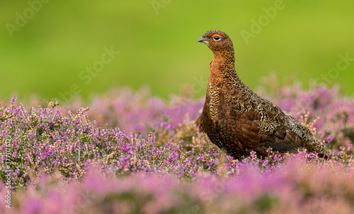 Red Grouse (Scientific name: Lagopus Lagopus Scotica) Close up of a Red Grouse male facing left in purple blooming heather.  Clean, green background.  Space for copy. photo