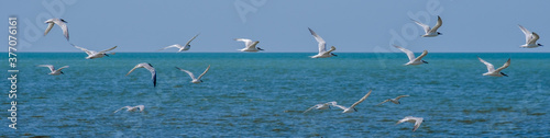 Banner. A flock of seagulls flying in a cloudless sky over the surface of the blue sea. Free wild birds in their natural habitat on a sunny summer day.