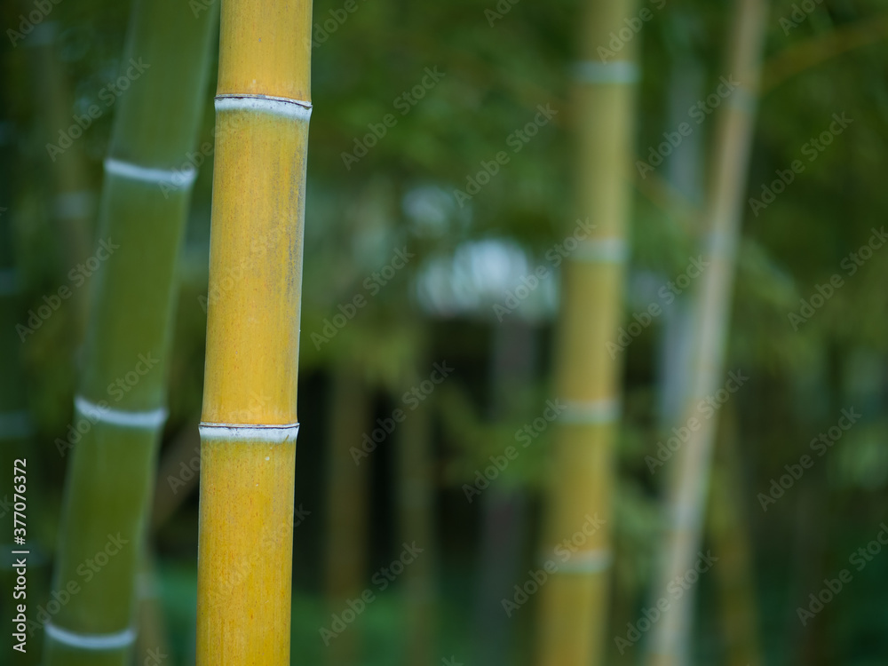 夏の竹林 夏の竹林