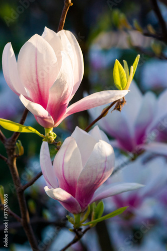 blossom of the pink magnolia. beautiful nature background in evening light