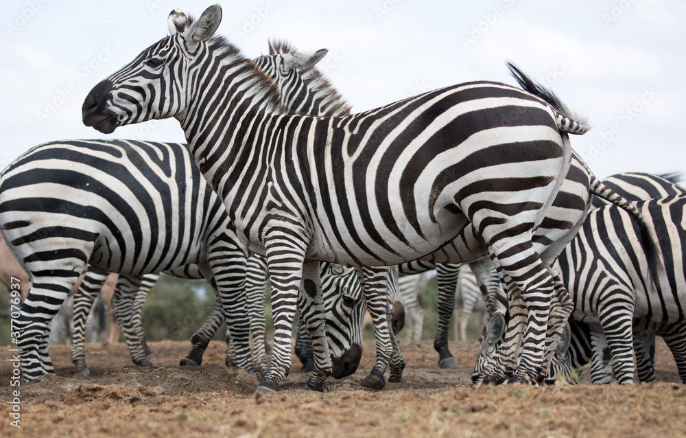 Zebras (Equus quagga) near a waterhole. Kenya. Zebras (Equus quagga) near a waterhole. Kenya.