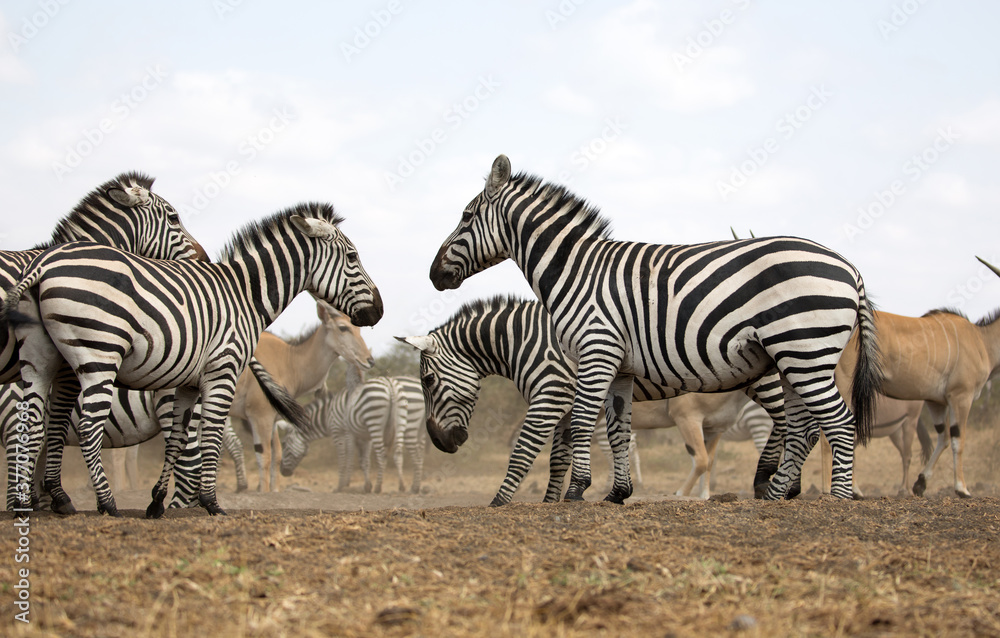 Zebras (Equus quagga) near a waterhole. Kenya. Zebras (Equus quagga) near a waterhole. Kenya.