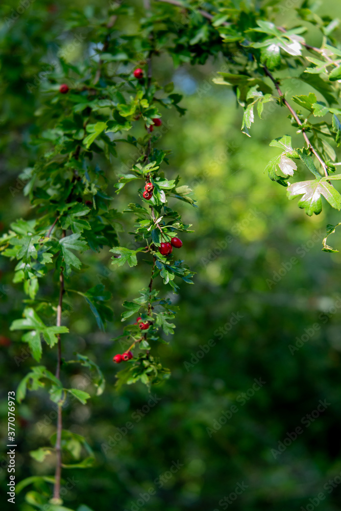 hawthorn, Crataegus in the forest of Luxembourg hawthorn, Crataegus in the forest of Luxembourg