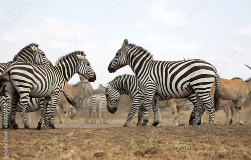 Zebras (Equus quagga) near a waterhole. Kenya.  © Grantat