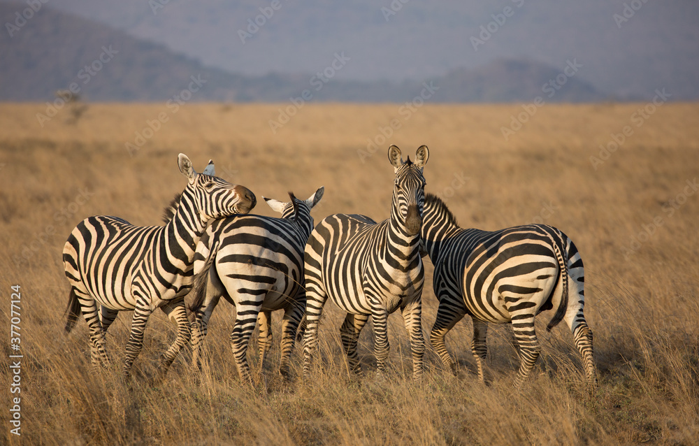 Naklejka premium Zebras (Equus quagga) in the wild. Kenya. 