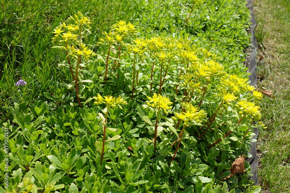 Numerous yellow flowers of Sedum kamtschaticum in May Numerous yellow flowers of Sedum kamtschaticum in May