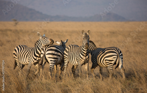 Zebras  Equus quagga  in the wild. Kenya. 