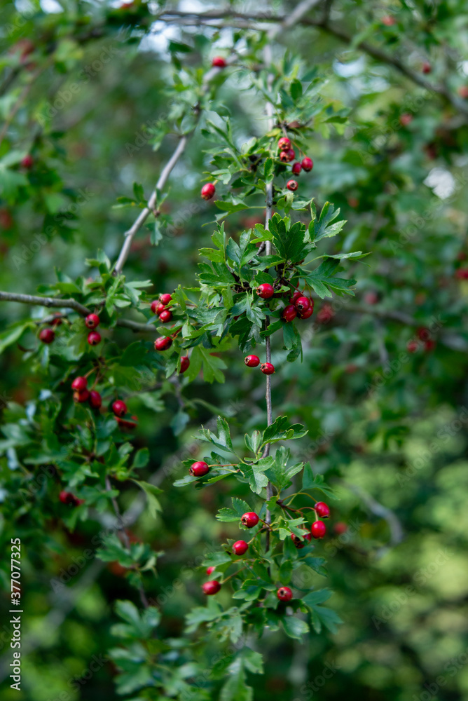 hawthorn, Crataegus in a forest in Luxembourg hawthorn, Crataegus in a forest in Luxembourg