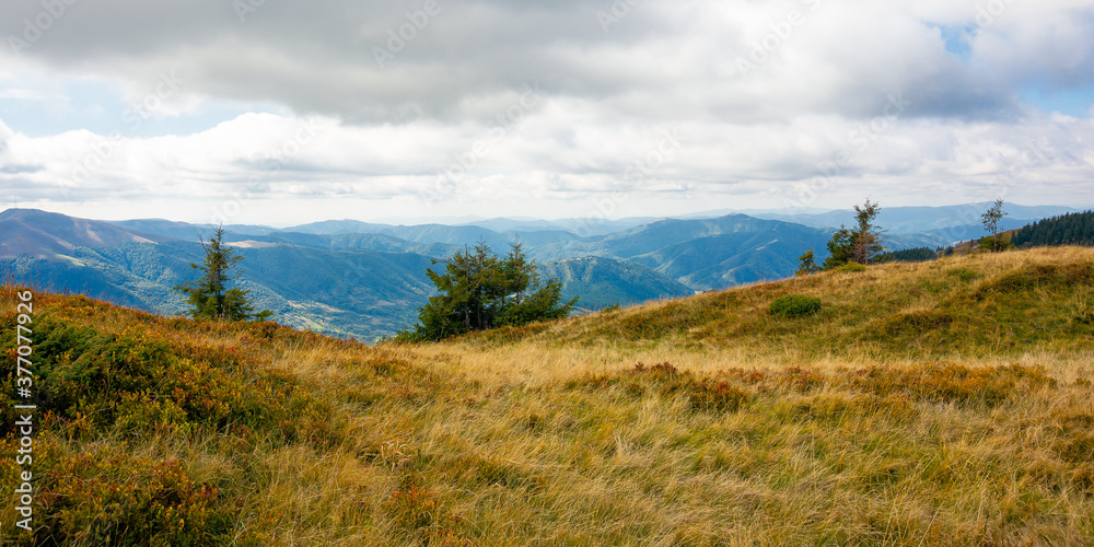 mountain landscape in autumn. dry colorful grass on the hills. ridge behind the distant valley. view from the top of a hill. clouds on the sky. synevir national park, ukraine