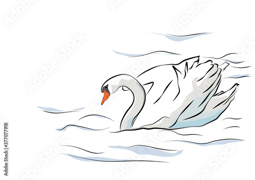 swan on the water