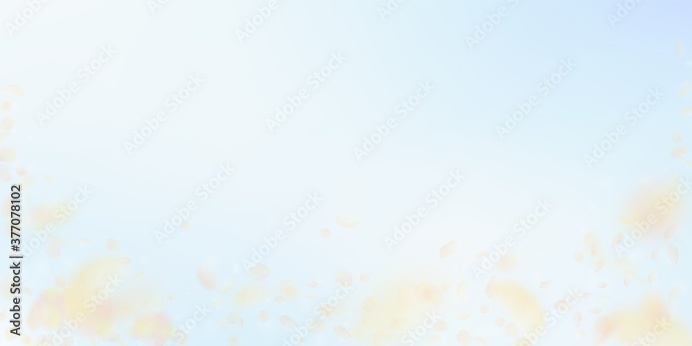 Yellow orange flower petals falling down. Classy r Yellow orange flower petals falling down. Classy r