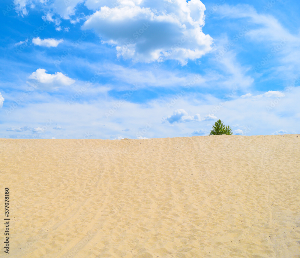 One green bush in the desert, summer landscape One green bush in the desert, summer landscape