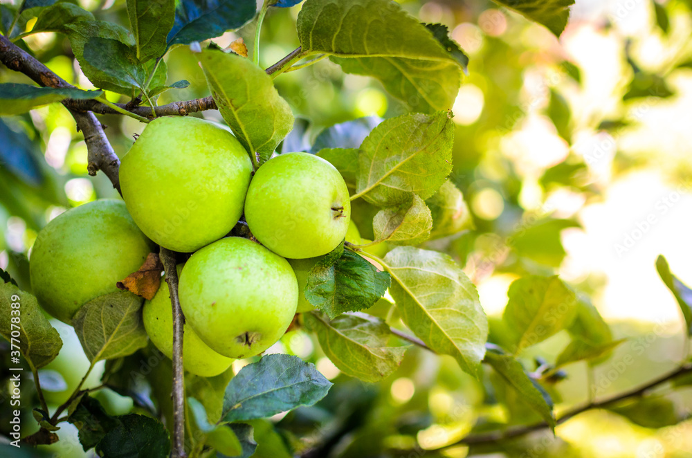 Fresh ripe organic apples on tree branch in apple orchard. Fresh ripe organic apples on tree branch in apple orchard.
