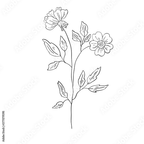 Beautiful monochrome line floral illustration on white background. Hand-drawn flower. Design greeting card and invitation of holiday. Line art raster illustration.