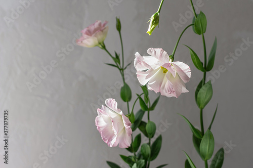Delicate flowers of pink eustoma against the background of a gray concrete wall. Selective focus. Close-up. Copy space.
