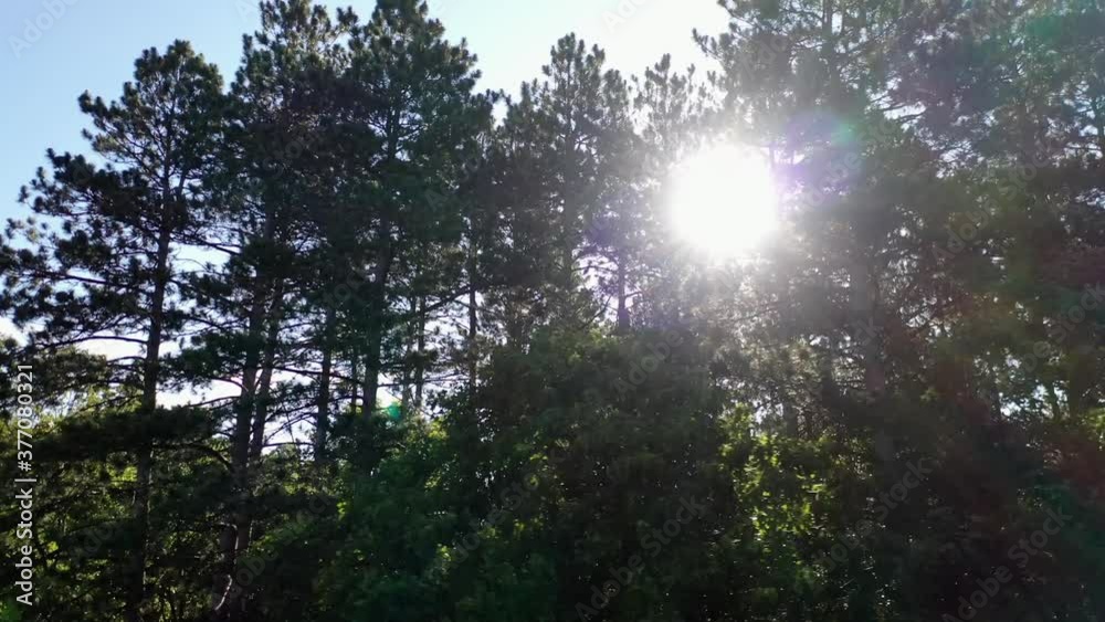 sunlight shimmering through the trees as a drone pans through the forest. 