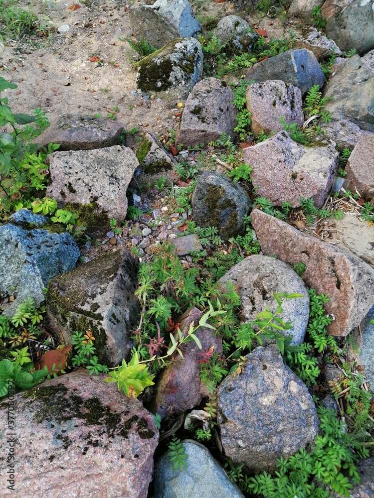 rocks and greenery near the Gulf of Finland