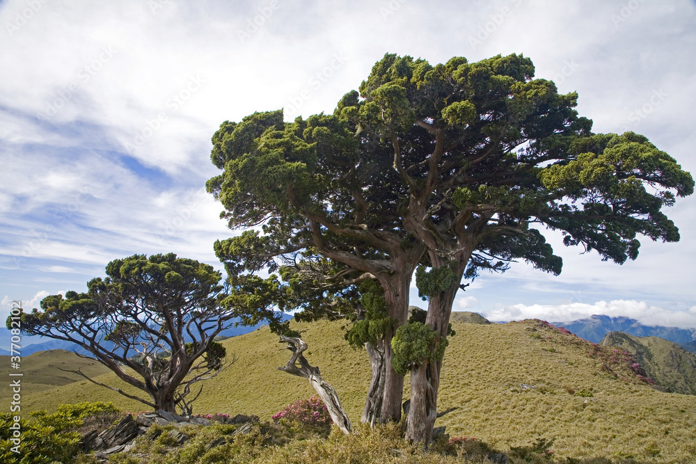 Fototapeta premium Yushan Juniper Taiwan