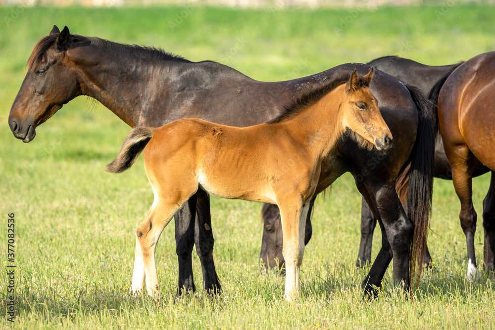 Italy Tuscany Grosseto, natural park of the Maremma nature reserve Alberese Uccellina free animals, cows and horses