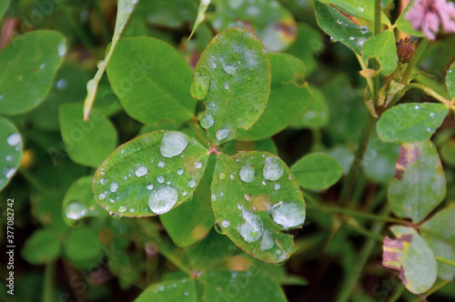 rain drops on the green leaves 