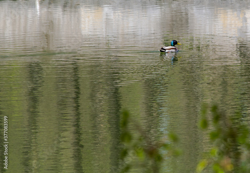 Duck-Drake swims in the pond, in the Park, during the day
