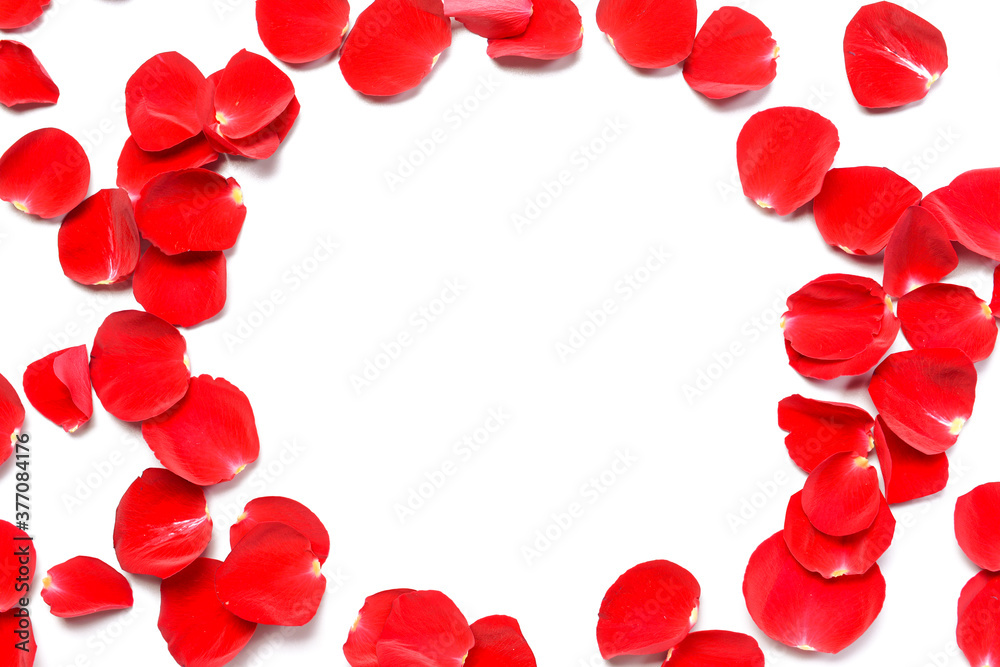 Frame made of beautiful rose petals on white background
