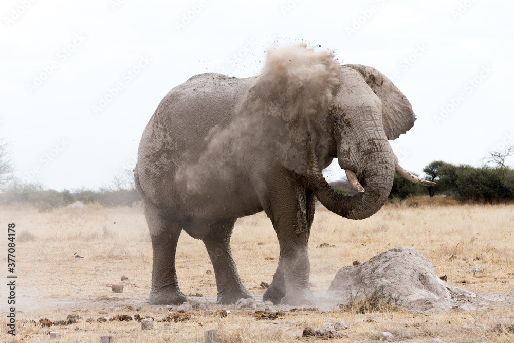 Obraz premium An adult African elephant with big tusks giving itself a dust and sand bath in the savannah. Nxai Pan National Park, Botswana - Africa