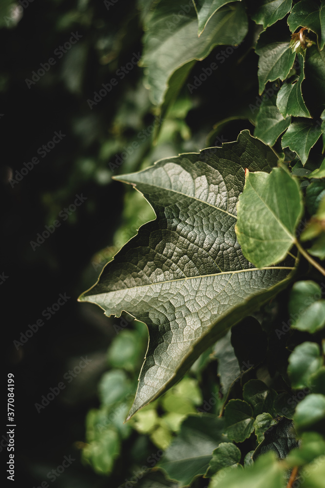 Close-up shot of a large green leaf. Close-up shot of a large green leaf.