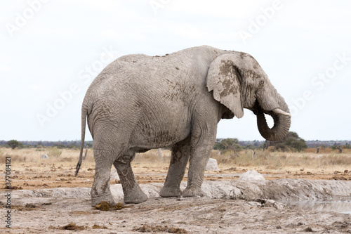 An adult  white  African elephant with big tusks. Elephants that live in this part of Africa are often called white because of the dust they use to bath in. Nxai Pan National Park  Botswana - Africa