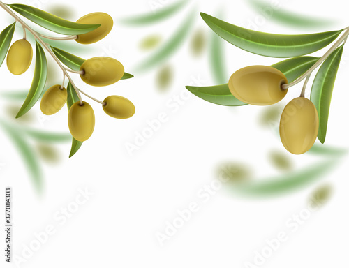 Green olive tree with ripe fruits. Vector illustration.