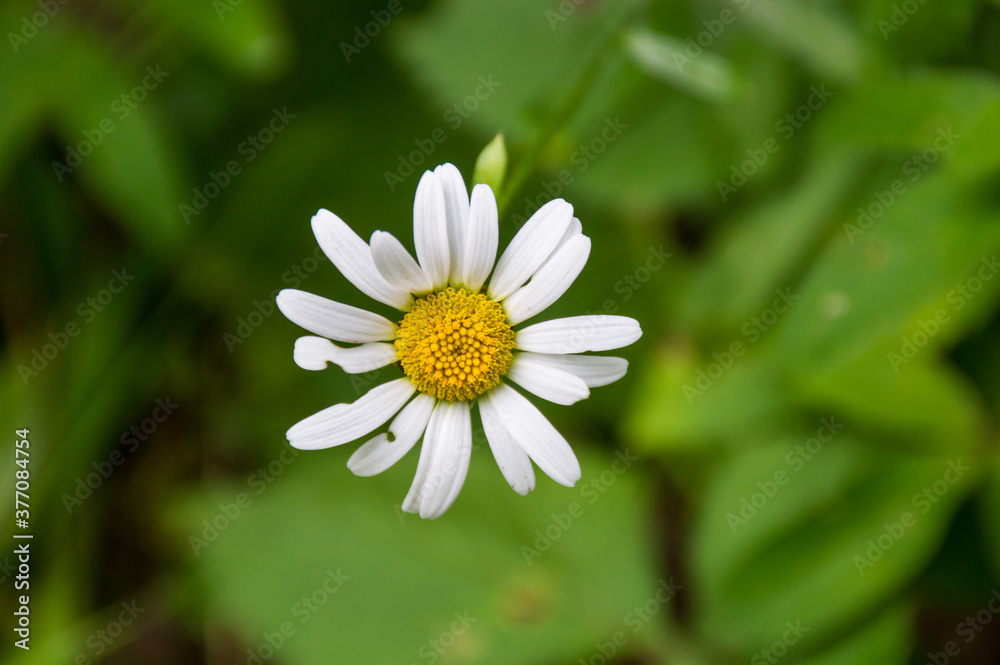 Obraz premium chamomile flower in the green garden