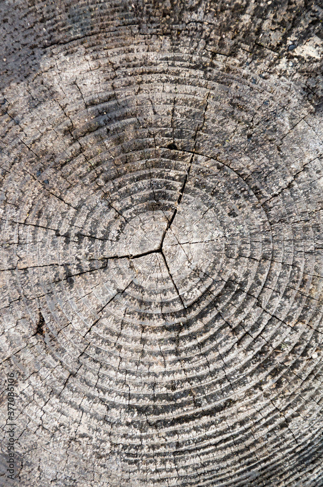 tree trunk  texture 