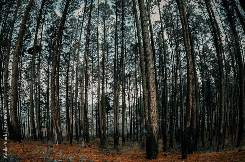" Autumn forest in the morning " - A beautiful pine forest in peacock hill mountain range.