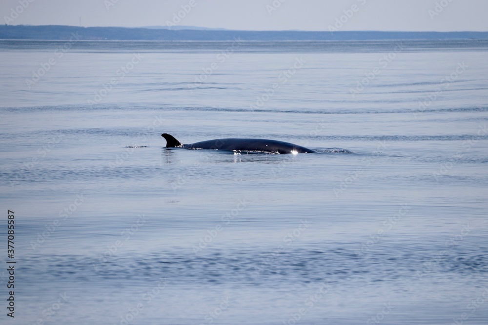Fototapeta premium Fin wieloryb - Tadoussac