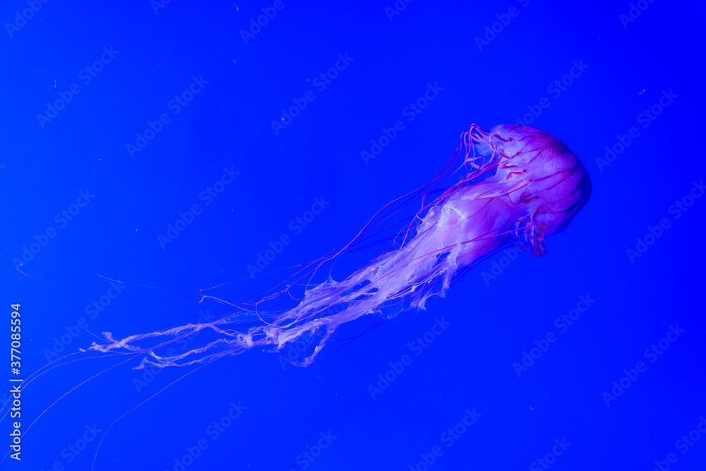 Single isolated jellyfish with long tentacles swimming in deep blue warm ocean water Single isolated jellyfish with long tentacles swimming in deep blue warm ocean water