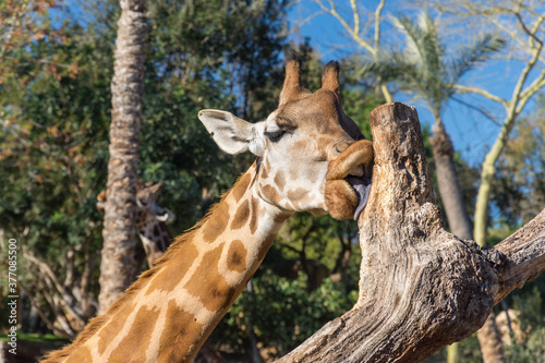 Closeup of an African giraffe with along tongue coming out of her mouth to lick a tree