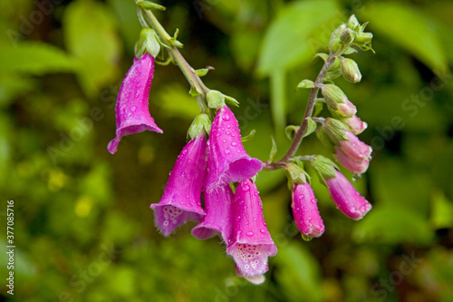 Foxglove Taiwan