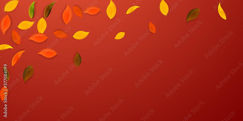 Falling autumn leaves. Red, yellow, green, brown n Falling autumn leaves. Red, yellow, green, brown n