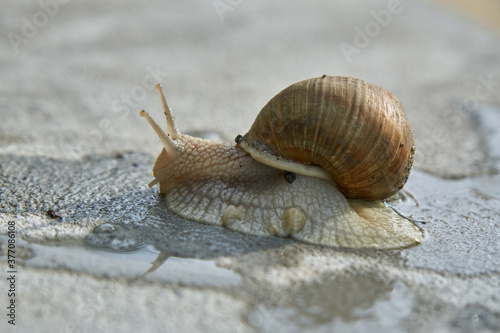 Close-up on edible snail, Roman snail, burgundy snail, escargot after rain on wet concrete