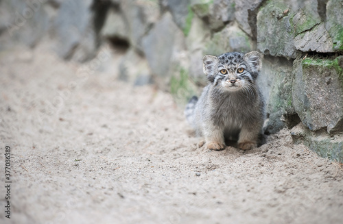 Canvas Print Pallas's cat  (Otocolobus manul)