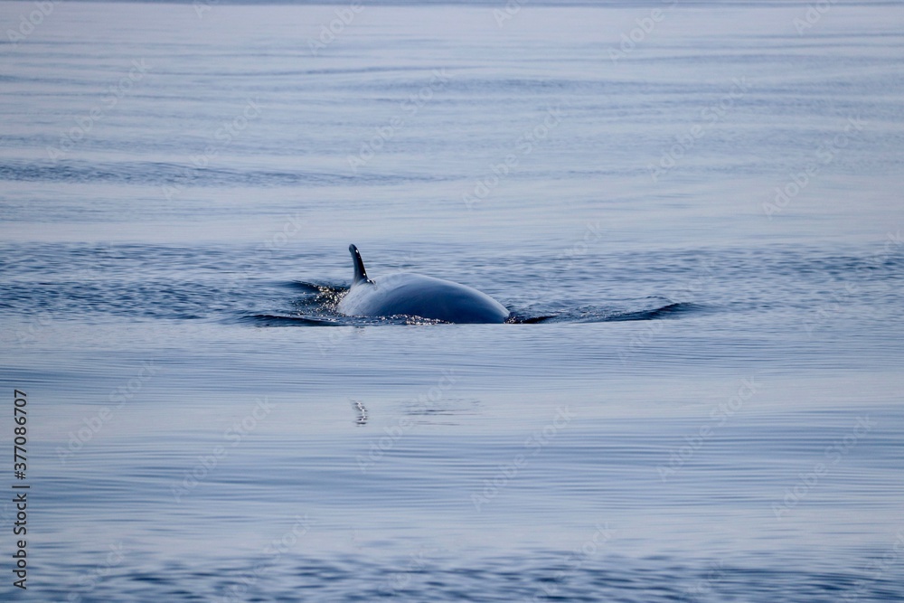 Obraz premium Fin wieloryb - Tadoussac