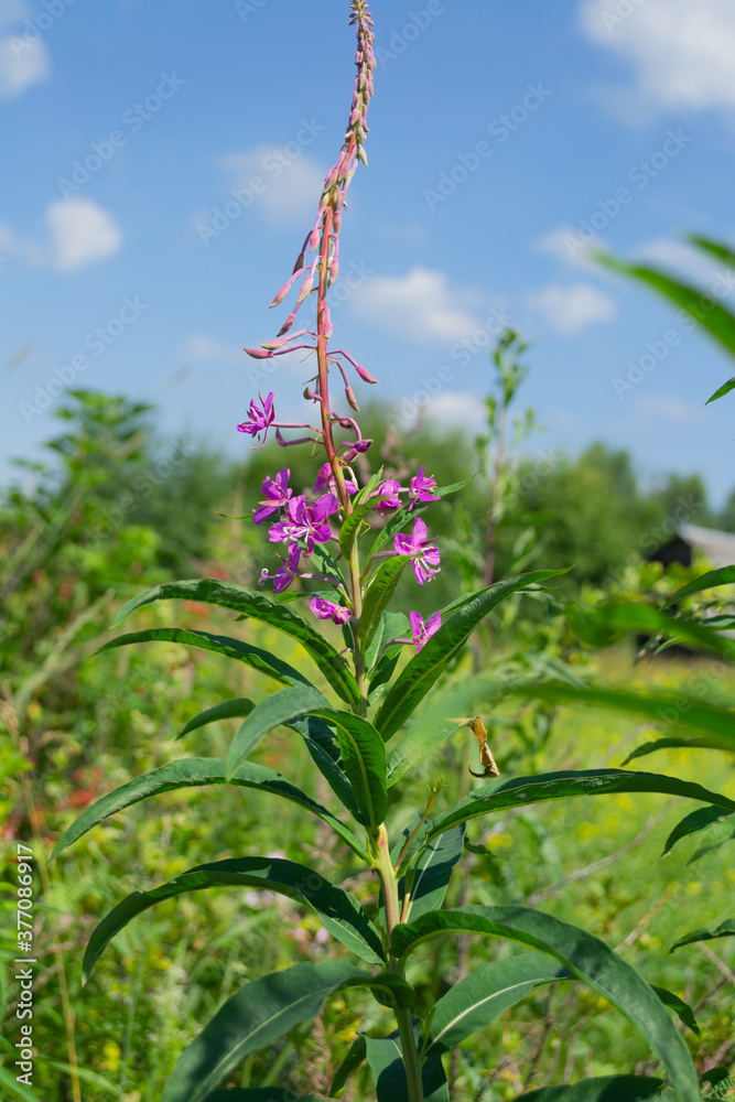Fototapeta premium flower of Ivan tea medicinal in the field