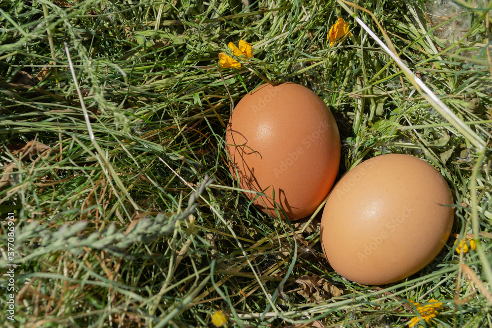 eggs in the grass eggs in the grass
