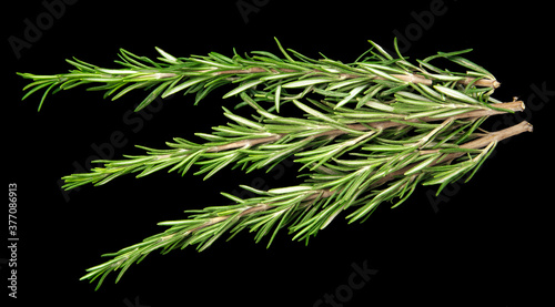 PSD black isolated green sprigs of rosemary