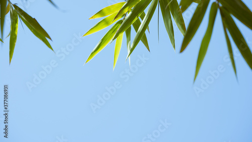 Bamboo leaves and Sky