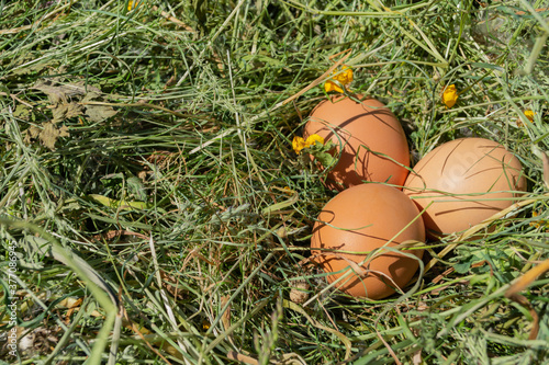eggs in the grass