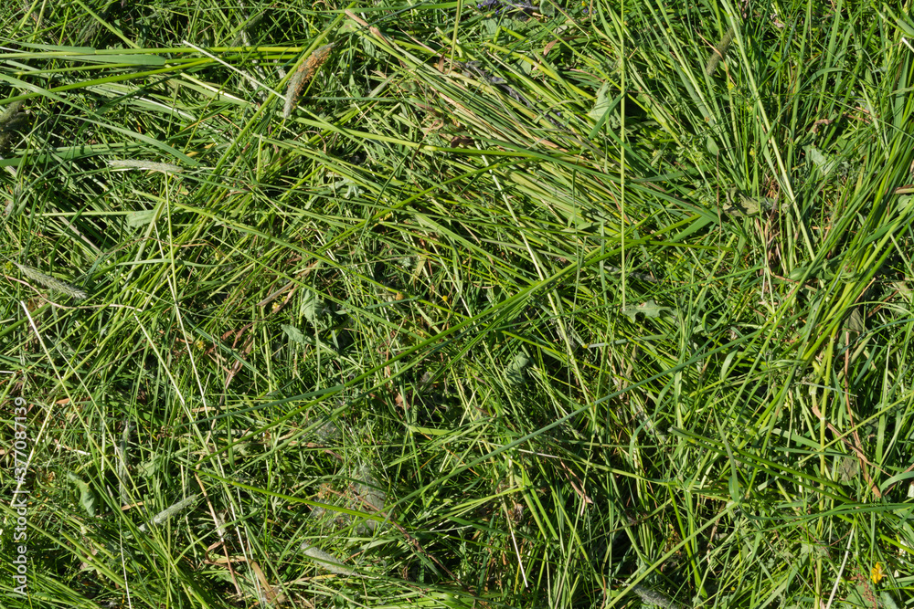 green grass background green grass background