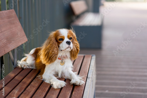cavalier king charles spaniel