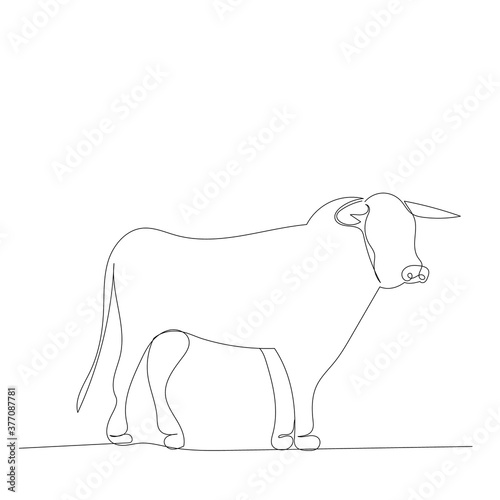 continuous line drawing  sketch bull